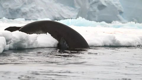 Leopard Seal diving into the water in Antarctica 库存影片 303649201