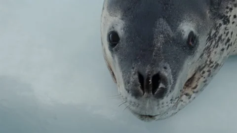 Leopard Seal Face Close Up in Antarctica Video stock 343379352