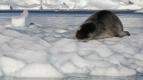 Leopard Seal float on an Iceberg Stock Footage 55279948