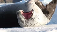 Leopard Seal Float On An Iceberg Stock Footage
