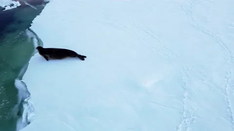 Leopard Seal float on an Iceberg. Stock Footage 217369466