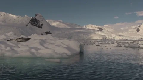 Leopard seal on floating berg 01 스톡 동영상 83139408