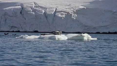 Leopard Seal on Floating Ice Near Antarctic Glacier 動画素材 335080762