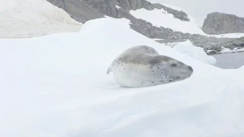 Leopard Seal on Floating Iceberg in Antarctica Summer Stock Footage 88514517