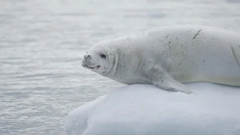 Leopard Seal on Floating Iceberg in Antarctica Stock Footage 88515644