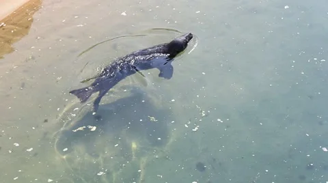 Leopard Seal Stock Footage 51805370