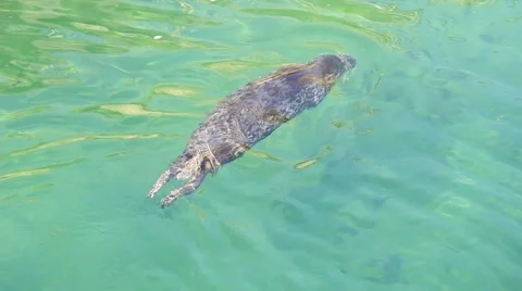 Leopard Seal Stock Footage 51805373