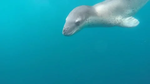 Leopard Seal Stock Footage 54124841