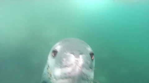 Leopard Seal Stockbeeldmateriaal 54492154