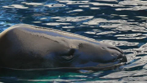 Leopard seal Stock Footage 132469641