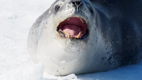 Leopard seal Vídeos de archivo 331033759