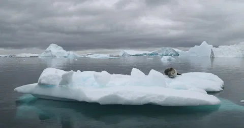Leopard seal on ice floe Stock Footage