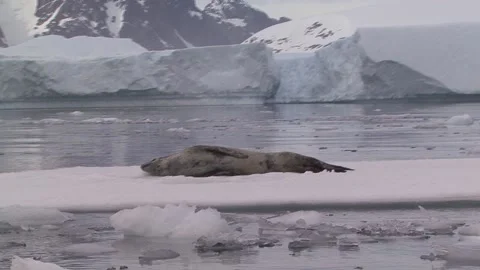 Leopard Seal On Ice Stock Footage 170358294
