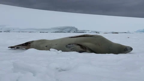 Leopard Seal on the iceberg Stock Footage 237432336