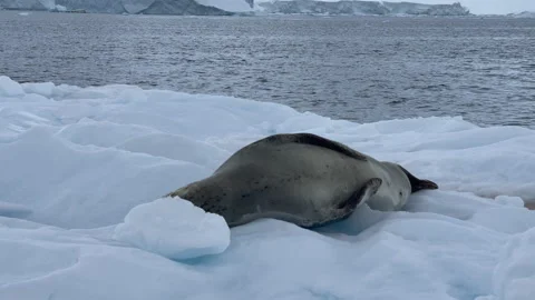 Leopard Seal on the iceberg Stock Footage 237766094