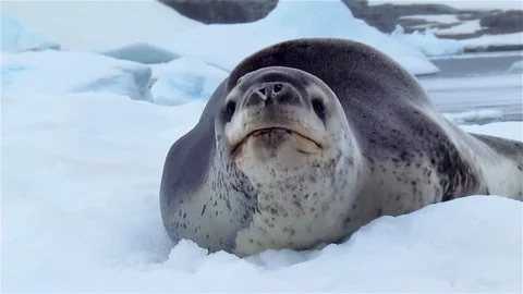 Leopard Seal Looking at the Camera, Antarctica Stock Footage 125729971