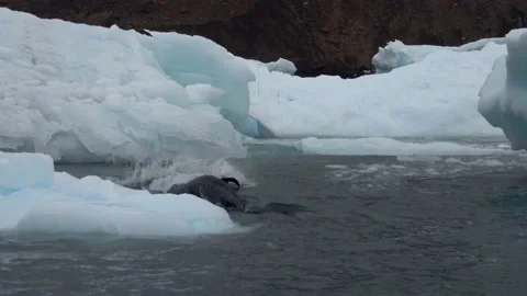 Leopard seal looking for prey in the water, Antarctica Video stock 238822806