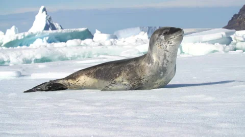 Leopard seal lying on a floating block of ice, Antarctic peninsula Video stock 135802076