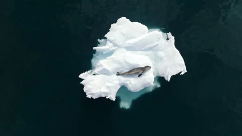 Leopard seal lying on floating ice in Antarctica Stock Footage 337952258