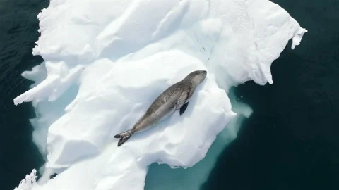 Leopard seal lying on floating ice in Antarctica Video stock 343135995