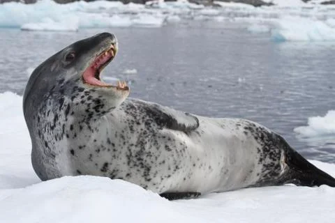Leopard seal lying on the ice with open mouth Stock Photos