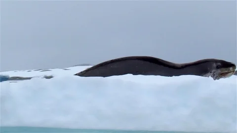 Leopard Seal Lying on Iceberg, Antarctica Stock Footage 125729079