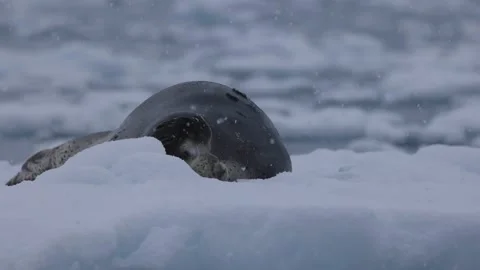 Leopard seal peers over Antarctic ice in a close wildlife shot, showing its Stock Footage 335970322