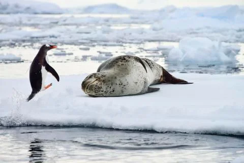 LEOPARD SEAL Foto stock