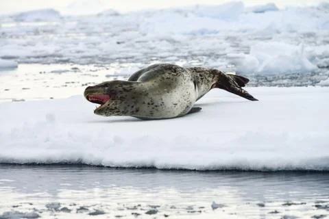 LEOPARD SEAL Foto stock