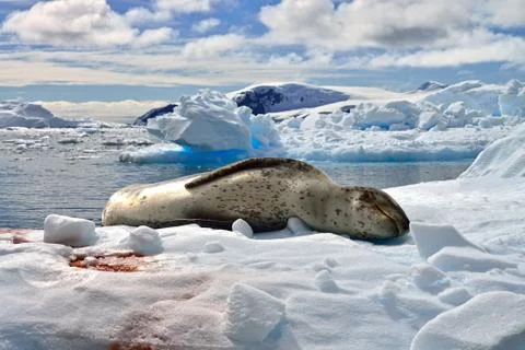LEOPARD SEAL Foto stock