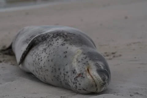Leopard Seal Foto stock