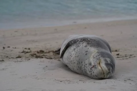 Leopard Seal Stock Photos