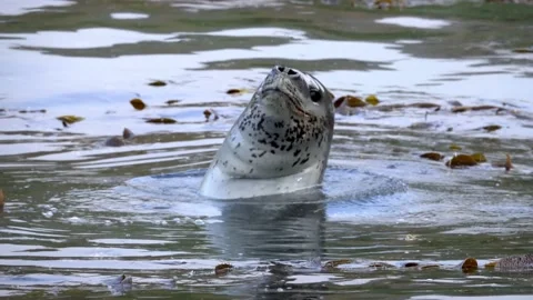 Leopard Seal pops up from water and smiles Vídeo Stock 238821578