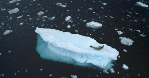 Leopard seal rest on floating ice in Antarctica Stock Photos