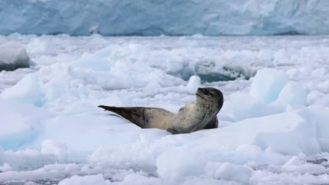 Leopard Seal Resting and Looking Around on Antarctic Ice Floe in Pristine Polar Video stock 345152106