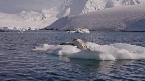 Leopard Seal Resting And Yawning On Ice Stock Footage 337949675