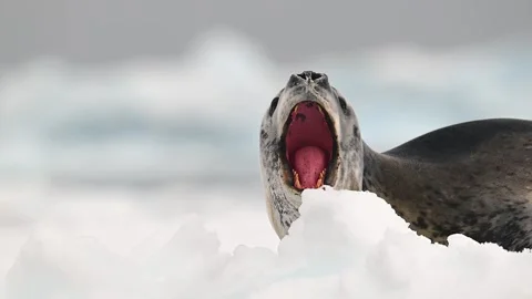 Leopard Seal Resting on Antarctic Ice 4k Telephoto Lens Close Up Shot Stock Footage 338262613
