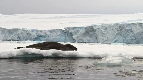 Leopard Seal Resting on Antarctic Ice Floe 4k Telephoto Lens Video Stock Footage 338262644
