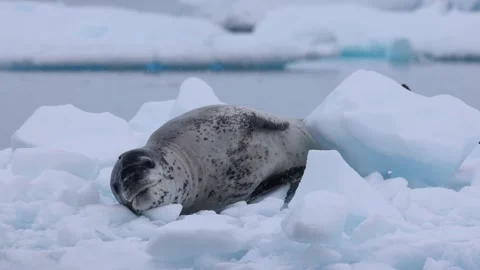 Leopard Seal Resting on Antarctic Ice Floe in Frozen Polar Landscape Video stock 345165147