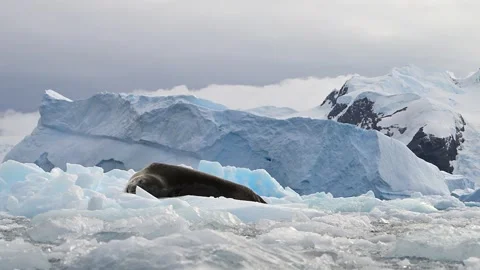 Leopard Seal Resting on Antarctic Iceberg 4k Telephoto Lens Shot Stock Footage 338262597