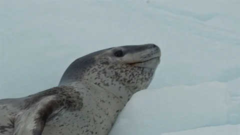 Leopard Seal Resting on Antarctic Sea Ice Video stock 343378486