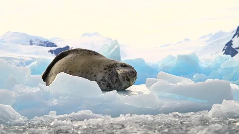 Leopard seal resting on floating ice floe in cold antarctic waters captured in Stock Footage 340861956