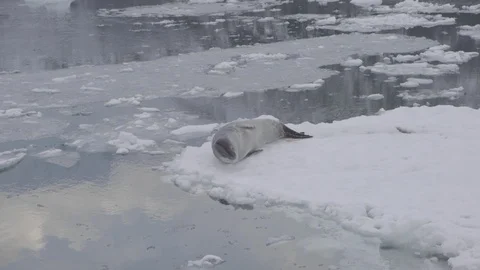 Leopard seal resting on floating iceberg Stock Footage 104189126