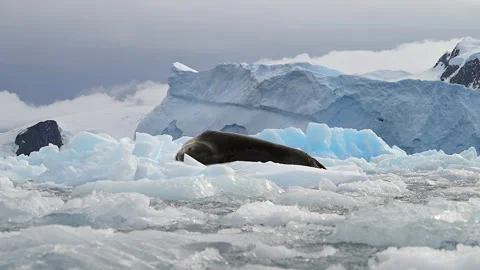 Leopard Seal resting on a floating iceberg in Antarctica 库存影片 303648583