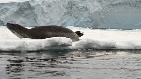 Leopard Seal resting on a floating iceberg in Antarctica 库存影片 303648936