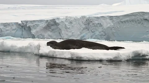 Leopard Seal resting on a floating iceberg in Antarctica 库存影片 303648942