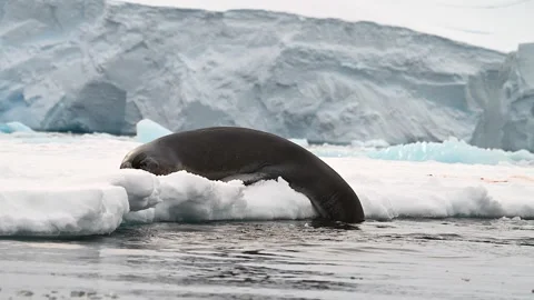 Leopard Seal resting on a floating iceberg in Antarctica 库存影片 303649036