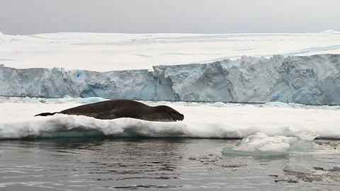 Leopard Seal resting on a floating iceberg in Antarctica 库存影片 303649095