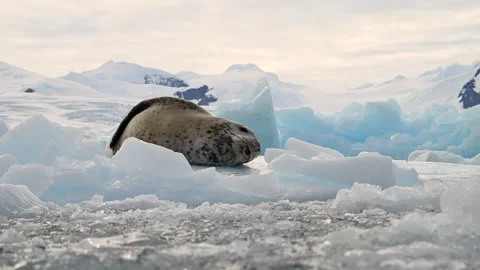 Leopard Seal resting on a floating iceberg in Antarctica 库存影片 303649274