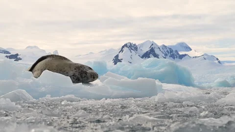 Leopard Seal resting on a floating iceberg in Antarctica 库存影片 303649275